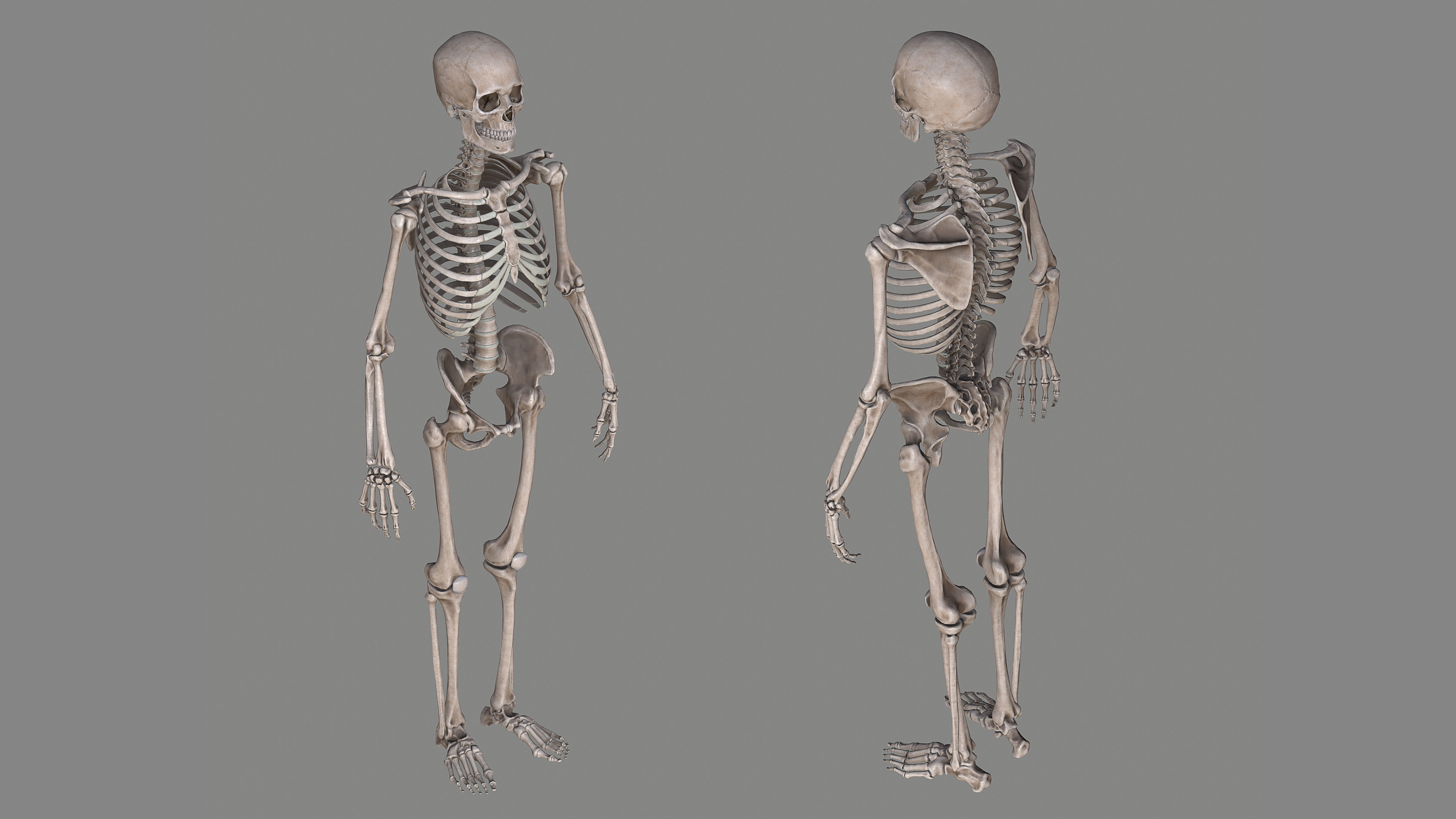 Human Skeleton Caucasian Male Model 3D For Free